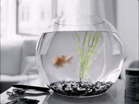 PBS: Be More - Fish